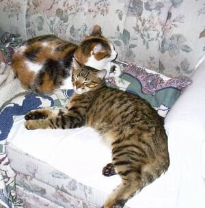 nap buddies